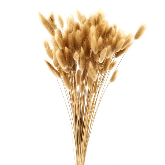 12 Pack: Dried Lagurus Bunch by Ashland®